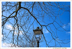 Un arbre prot�geait un r�verb�re -- 19/02/10