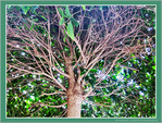 Arbre et Transparence