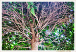 Arbre et Transparence -- 11/10/11