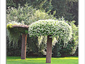 Arbre champignon -- 09/11/06