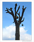 Douceurs pour oiseaux