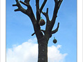 Douceurs pour oiseaux -- 24/03/09