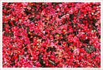 V'l� l'Automne 2024 -05- -- 09/12/24