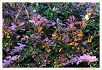 Nature Vivante estivale -- 13/09/19