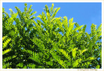 Vert tendre sous un Ciel bleu -- 17/09/19