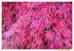 D�clinaison en rouge Automne
