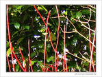 Couleurs de mon jardin -2-