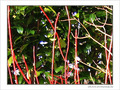 Couleurs de mon jardin -2- -- 08/03/06