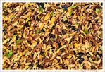 �a aussi, c'est l'automne - 2022- -- 30/10/22