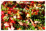 V'l� l'Automne 2023 -01- -- 28/10/23