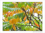 Couleurs du vent l�ger -- 22/11/04