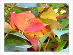 D'or et de pluie! L'automne! -- 19/11/04