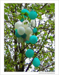 Ballonnier en fleurs