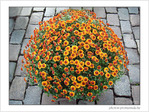 Les fleurs se mettent en boule -- 07/11/08
