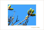 Mars se dirige vers le Printemps  -- 17/03/07