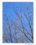 La neige fond et repousse en bourgeons -- 07/03/05