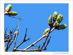 Mars se dirige vers le printemps 