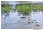 Cours de Natation pour B�b�s Canards