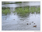 Cours de natation pour b�b�s canards