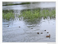 Cours de natation pour b�b�s canards -- 07/09/10