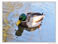 Il fait un froid de canard -- 29/12/09