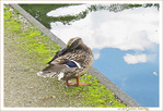 J'h�site�! Est-ce vraiment un Temps pour se jeter � l'Eau�? -- 07/08/12