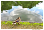 Par ce temps de Canard, mettrais-je une patte dans l'Eau�? -- 04/08/12