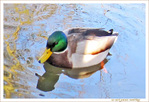 Il fait un froid de canard