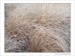 Caresses hivernales -2-