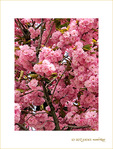 Pompons Rose Cerise