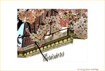 Cerisiers en Fa�ade -- 23/04/09