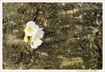 Quand les Rues de Bruxelles se japonisent - 005 - 2022 -- 24/04/22