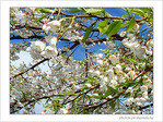 Fleurs de cerisiers