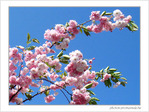 Beaut� �ph�m�re de la fleur de cerisier -- 20/04/07