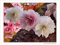 Les trois amies -- 21/04/07
