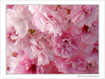 Fleurs de cerisiers jolis