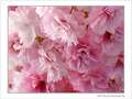 Fleurs de cerisiers jolis -- 20/04/07
