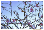 Fleurs de Cerisier sous la Neige de D�cembre -- 20/01/15