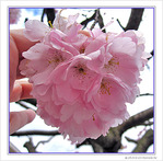S�r�nit� de la fleur de cerisier