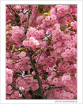 Pompons rose cerise