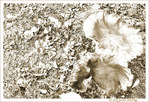 Champignons d'Automne -- 01/11/13
