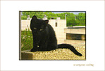 Petit Chaton cherche son chemin ...