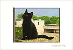 Petit Chaton interrogateur