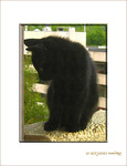 Petit Chaton timide -- 15/07/06