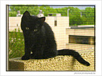 Petit Chaton cherche son chemin ...