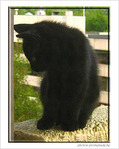 Petit chaton timide