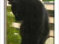 Petit chaton timide -- 15/07/06