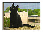 Petit chaton interrogateur