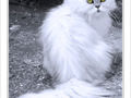 Chat m�fiant -- 24/02/10