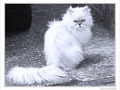 Chat tr�s m�fiant -- 25/02/10